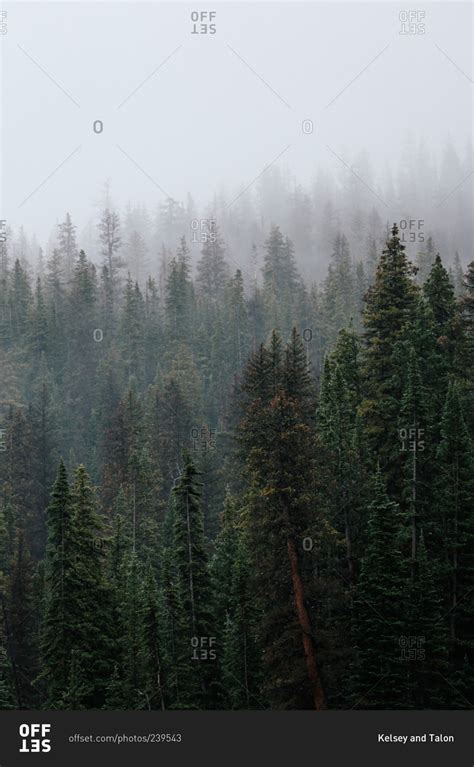 A Foggy Evergreen Forest Stock Photo Offset