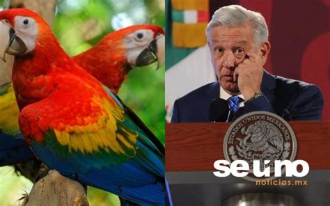 Quiénes son Los Guacamayas Los hackers que extrajeron documentos de la Sedena