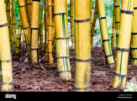 Bamboo Forest Stock Photo Alamy