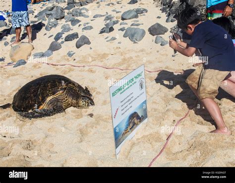 Visitors Observe Turtle At Hookipa Beach Park On Maui Stock Photo Alamy