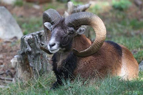 Le Mouflon De Corse Fédération Régionale Auvergne Rhône Alpes