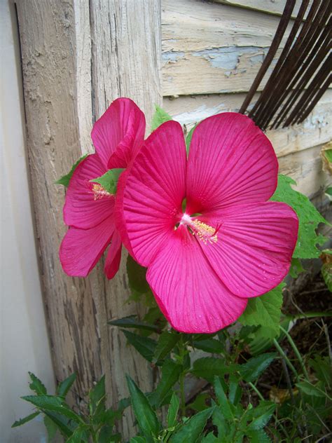 Hot Pink Dinner Plate Hibiscus Against A Chippy Wall With A Rusty Hay Fork