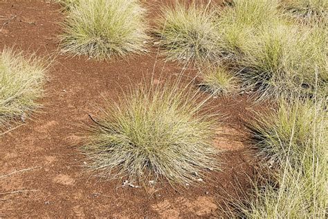 Soft Spinifex Pastures In The Kimberley Western Australia