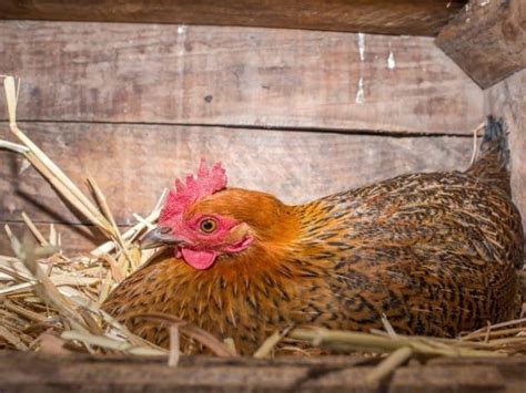 Top 8 Egg Laying Chicken Breeds