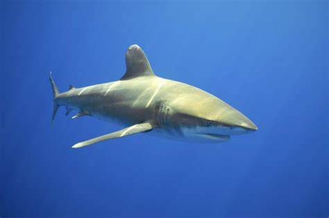 Tapety Zwierząt Ryba Podwodny Wielki Biały Rekin Biologia