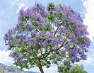 Jacaranda mimosifolia - Monaco Nature Encyclopedia