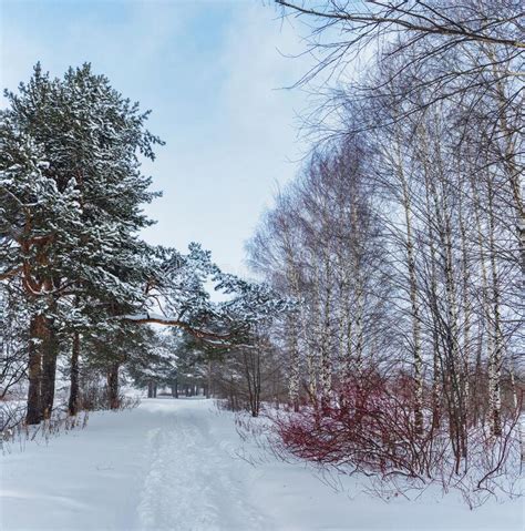 Footpath In A Forest On A Gloomy And Snowy Winter Evening Stock Photo