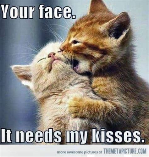 24 Kitten Memes That Are Too Adorable To Ignore