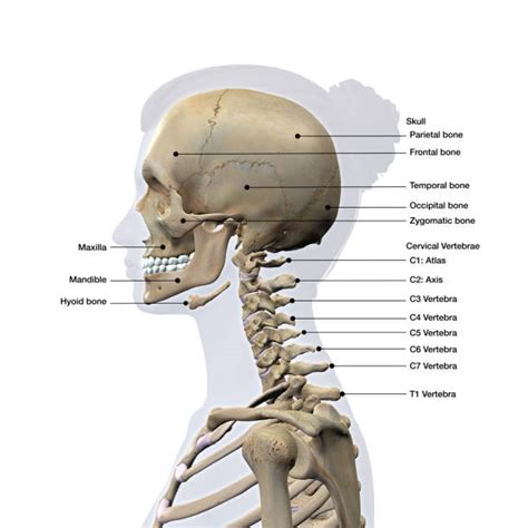 The frontal, parietal, temporal and occipital bones are joined at the cranial sutures. Best Female Anatomy Stock Photos, Pictures & Royalty-Free ...