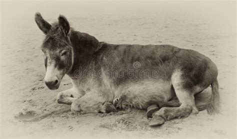 Vintage Sepia Toned Image Of A Very Old Donkey Stock Photography
