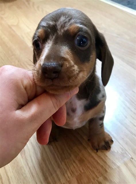 69 Miniature Dachshund Puppies Dapple Image Bleumoonproductions