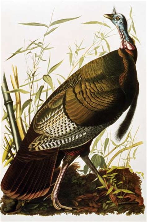 Wild Turkey From Birds Of America John James Audubon As Art Print