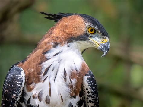 Hawk Eagle Ornate Hawk Eagle Spizaetus Ornatus A Fairly Flickr