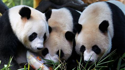 The Worlds Only Surviving Panda Triplets Celebrated Their 4th Birthday