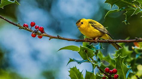 1080p Free Download Yellow Bird Is Standing On Red Plum Fruits Tree