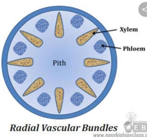 Draw A Neat Labelled Diagram Of Radial Vascular Bundle