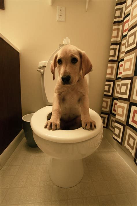 Ppthe Smart Dog Golden Retriever Suddenly Went To The Toilet Neatly