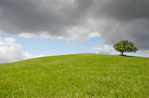 Green Leaved Tree On Green Grass Field Under White And Gray Cloudy Sky