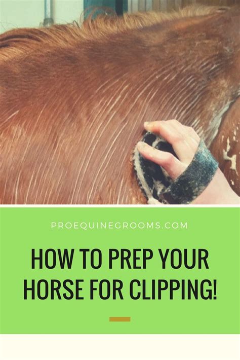 Tips To Prep Your Horse For Clipping Horse Clipping Horses Horse Care