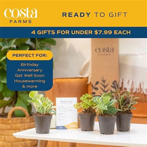 Costa Farms Live House Plants 4 Pack Easy To Grow Live Indoor Houseplants Growers Choice
