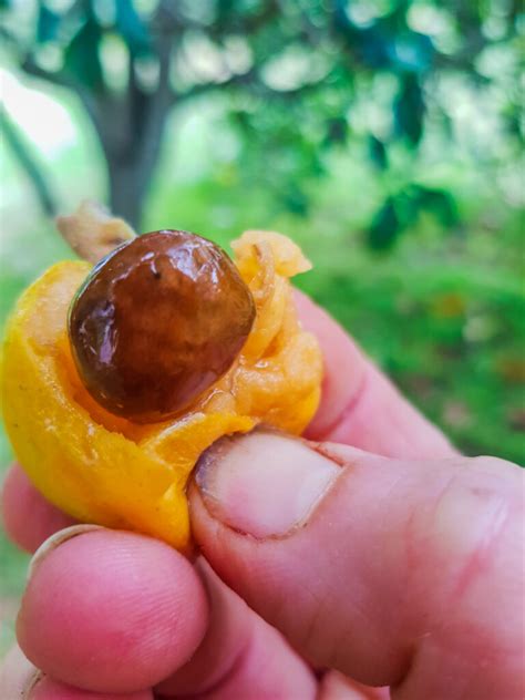 The Benefits Of A Loquat Tree And 5 Delicious Recipes Grow Great Fruit