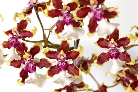 Oncidium Orchids Care And Growing Tips