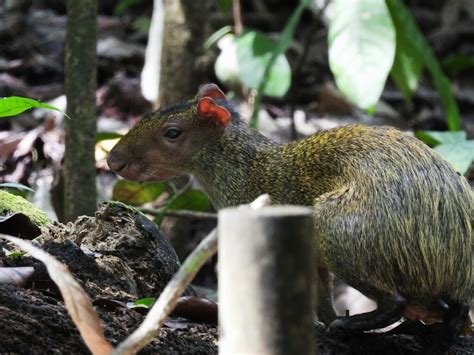 Central American Agouti From Puntarenas Province Costa Rica On May 27