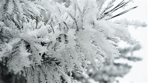 Wallpaper Trees Nature Snow Branch Ice Frost Spruce Fir