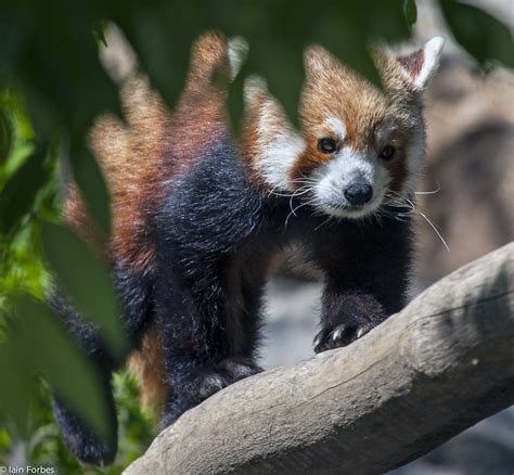 Red Panda The Red Panda Ailurus Fulgens Shining Cat Flickr