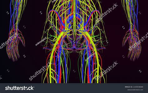 Human Arteries Veins Nerves Lymph Nodes Stock Illustration 2145938089