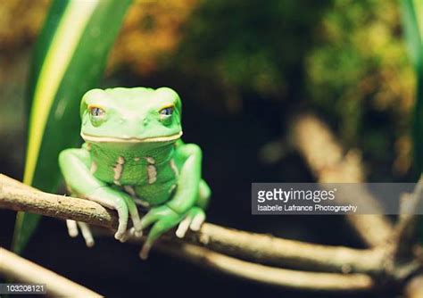 Waxy Monkey Frog Photos And Premium High Res Pictures Getty Images