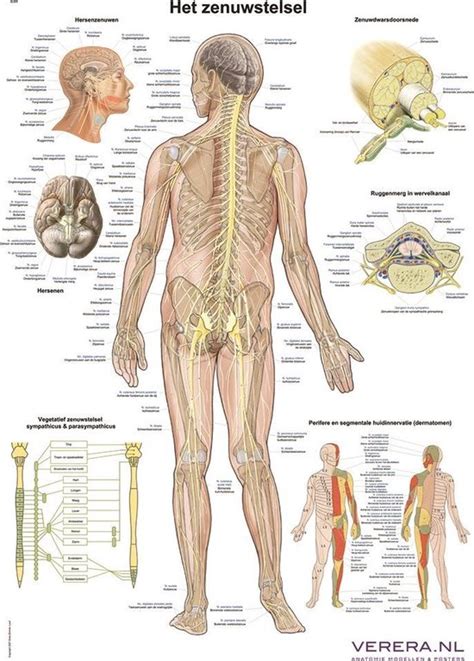 Bol Het Menselijk Lichaam Anatomie Poster Voetskelet En My XXX