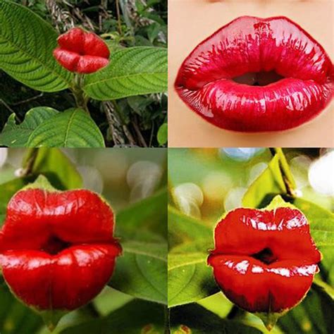 Other Gardening And Plants 200pcs Sexy Red Lips Flowers Potted Plant