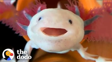Axolotls Have The Cutest Yawns The Dodo Youtube