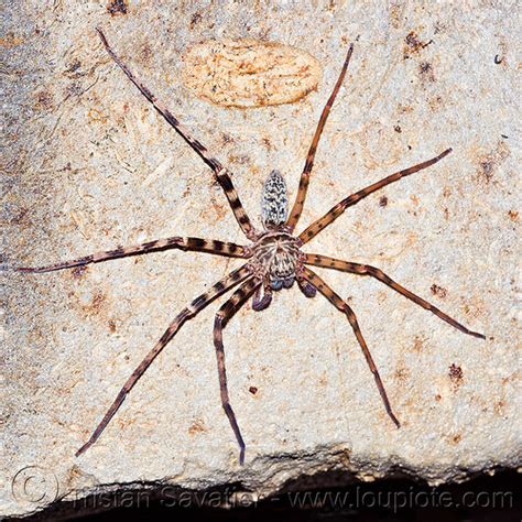 huntsman spider in cave borneo