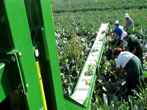 Elektronik Conveyor Belts For Harvesting Vegetables