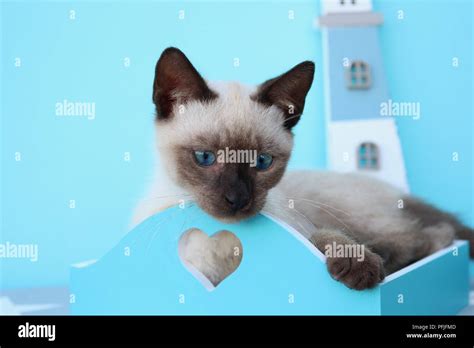Siamese Kitten Thai 10 Weeks Old Stock Photo Alamy