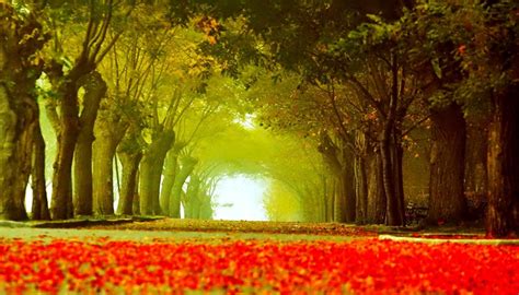 Autumn Avenue Wallpapers Wallpaper Cave