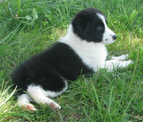 Pin By Linda Hollers On Border Collies Border Collie Puppies Border