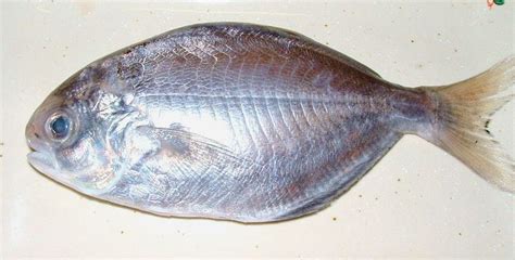 Rudderfish Taste Flavor And Recipe Seafish