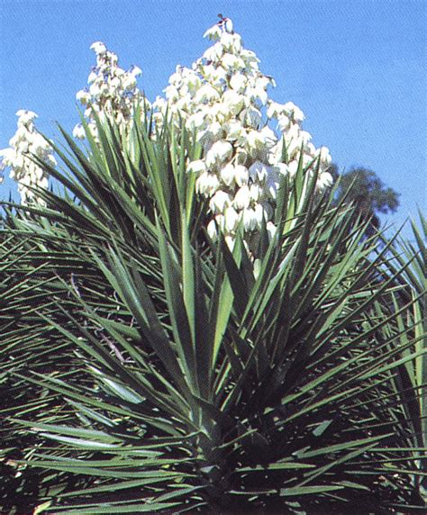 List 94 Pictures Show Me A Picture Of A Yucca Plant Updated