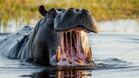 Tourist And Fisherman Mauled To Death In Hippo Attacks In Kenya