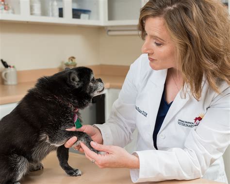 Arthritis In Pets Spring Branch Veterinary Hospital