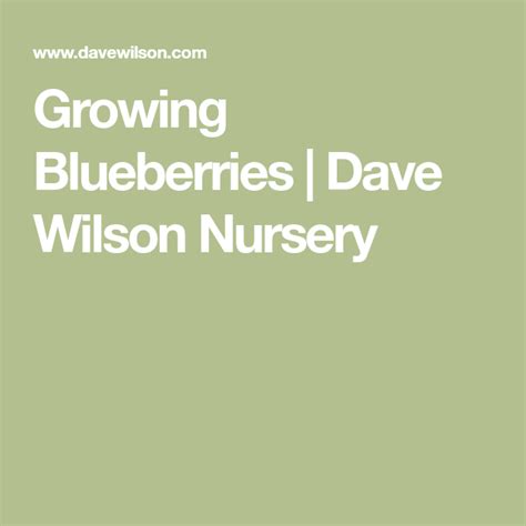 Growing Blueberries Dave Wilson Nursery Growing Blueberries