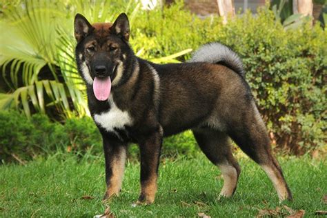 Shikoku Dog Breed Information American Kennel Club