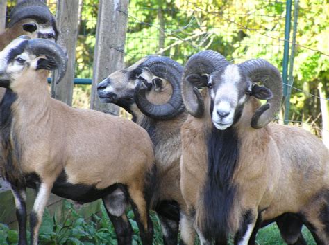 American Blackbelly Rams American Blackbelly Sheep Sheep Breeds