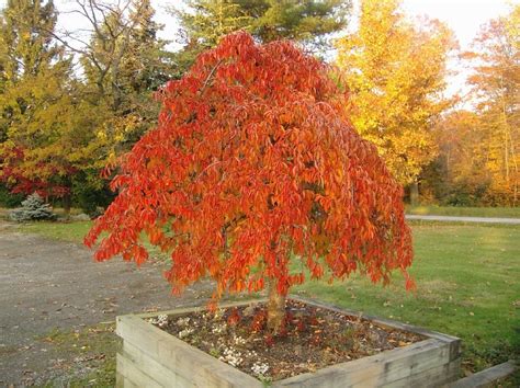 Flowering Trees Johnstons Evergreen Nursery Weeping Cherry Tree