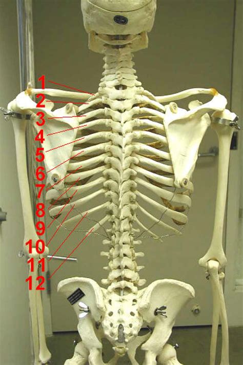 The thoracic cage consists of the 12 thoracic vertebrae, the associated intervertebral discs, 12 pairs of ribs with their costal cartilages, and the sternum. Rib Cage Skeleton : Human skeleton - The spinal cord ...