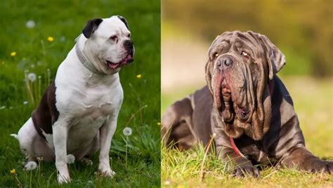 American Molossus Dog Breed Information And Traits