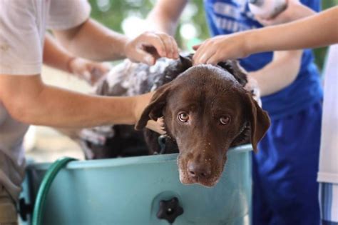 Just be sure to take the proper precautions and keep expectations for your own cleanliness on the lower side, and. Can I Use Baby Shampoo on My Dog? {What You Ought to Know}